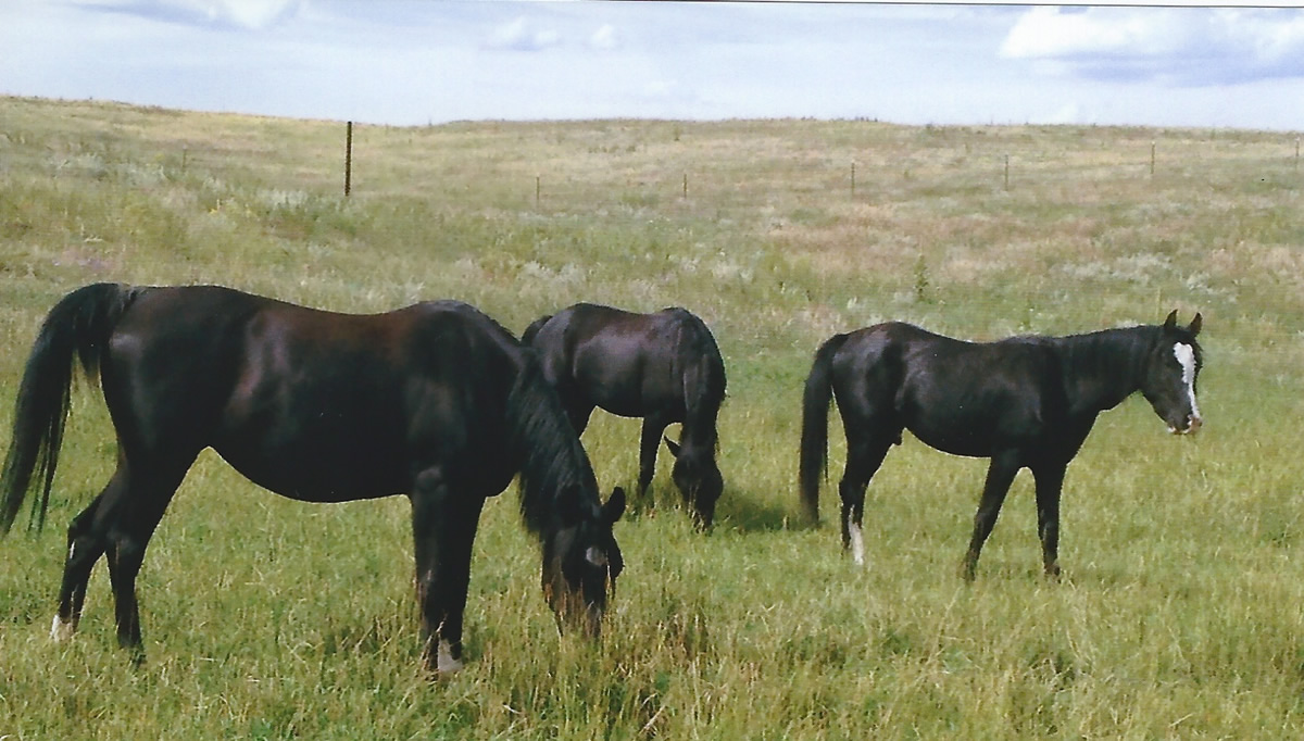 Horse Whispering 101: Let the Horse Do the Whispering While You Listen